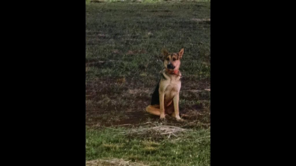 Cachorro é encontrado no bairro Tropical III