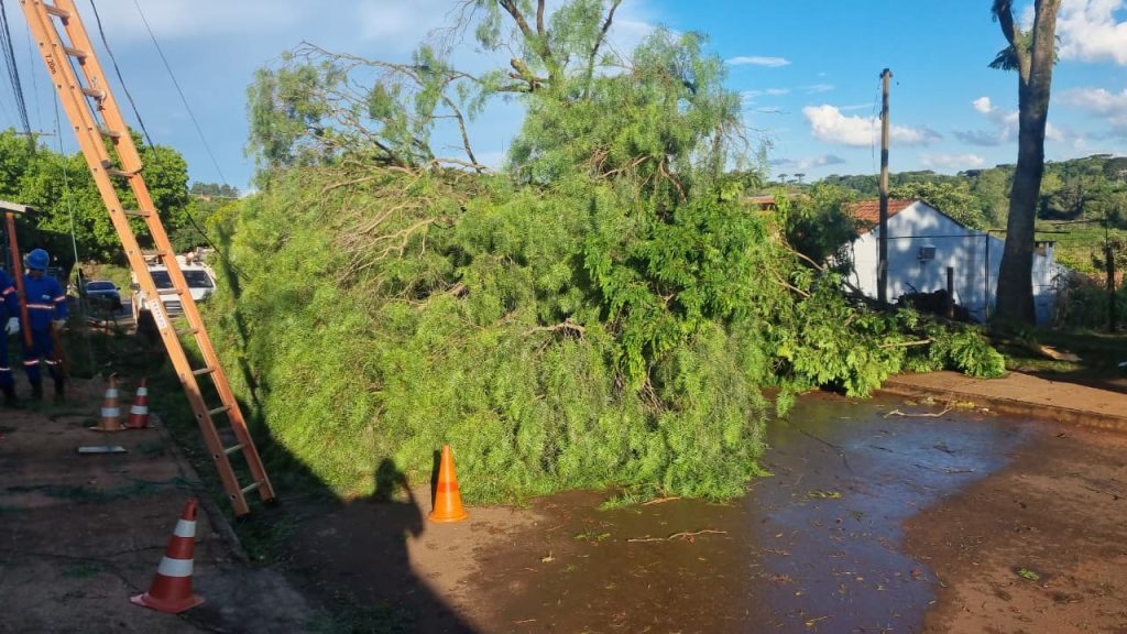 Rajada de vento atinge mais de 41km/h em Cascavel e chega a derrubar árvore