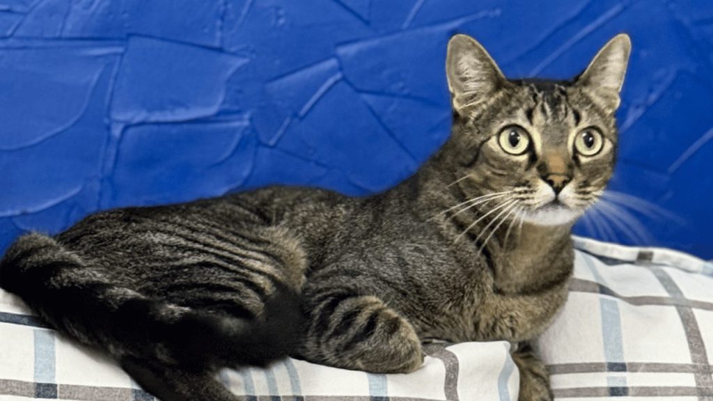 Gato Gnar (pronúncia Nár) desapareceu no bairro Recanto Tropical