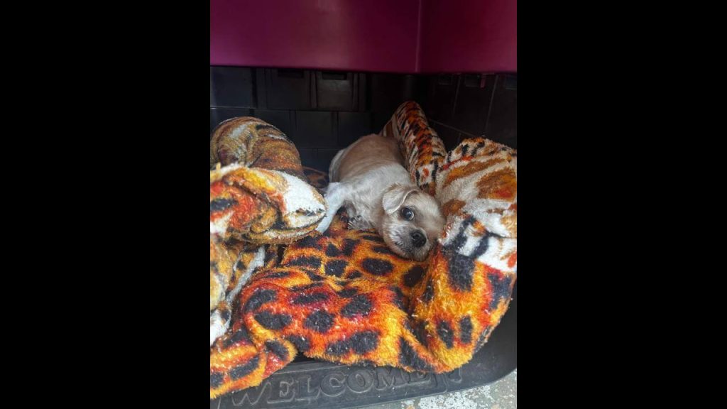 Cachorra é encontrada no bairro 14 de Novembro