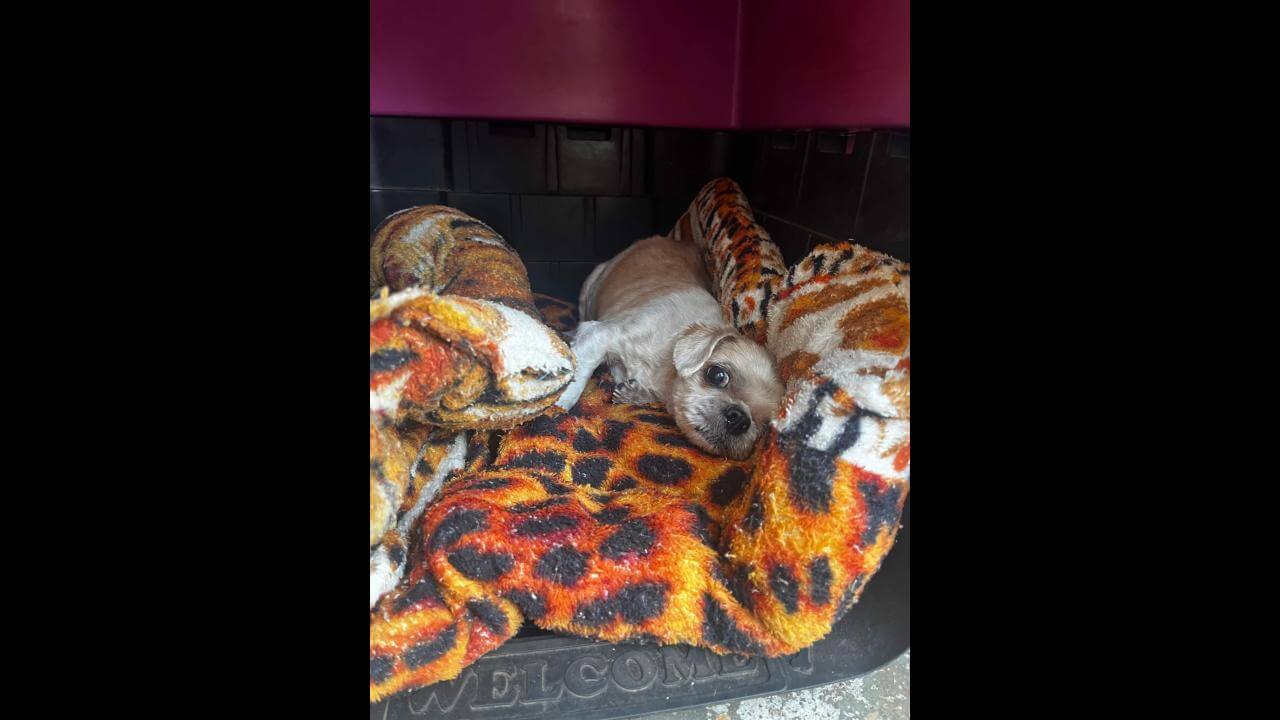 Cachorra é encontrada no bairro 14 de Novembro Cachorra é encontrada no bairro 14 de Novembro
