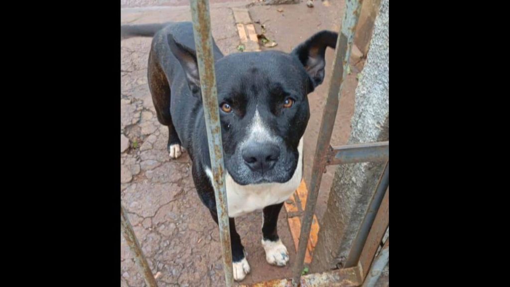 Cachorro THOR no bairro Floresta