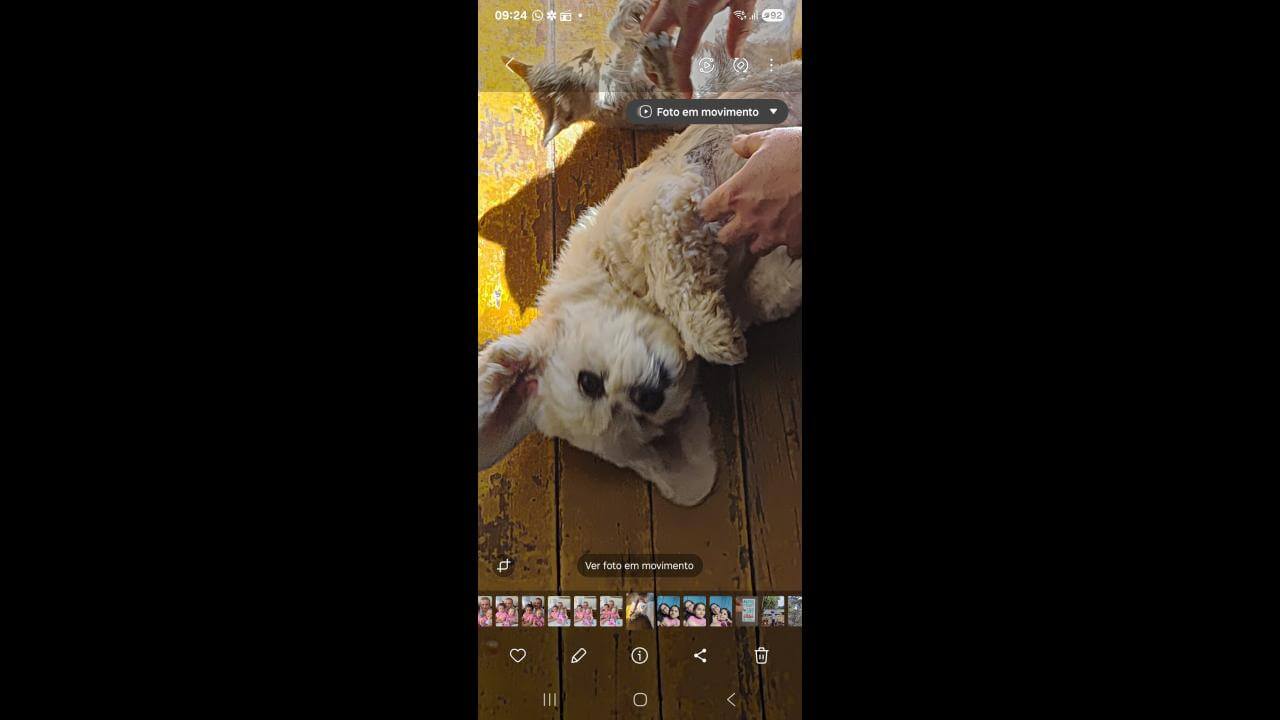 Cachorra Babi desapareceu no bairro 14 de Novembro