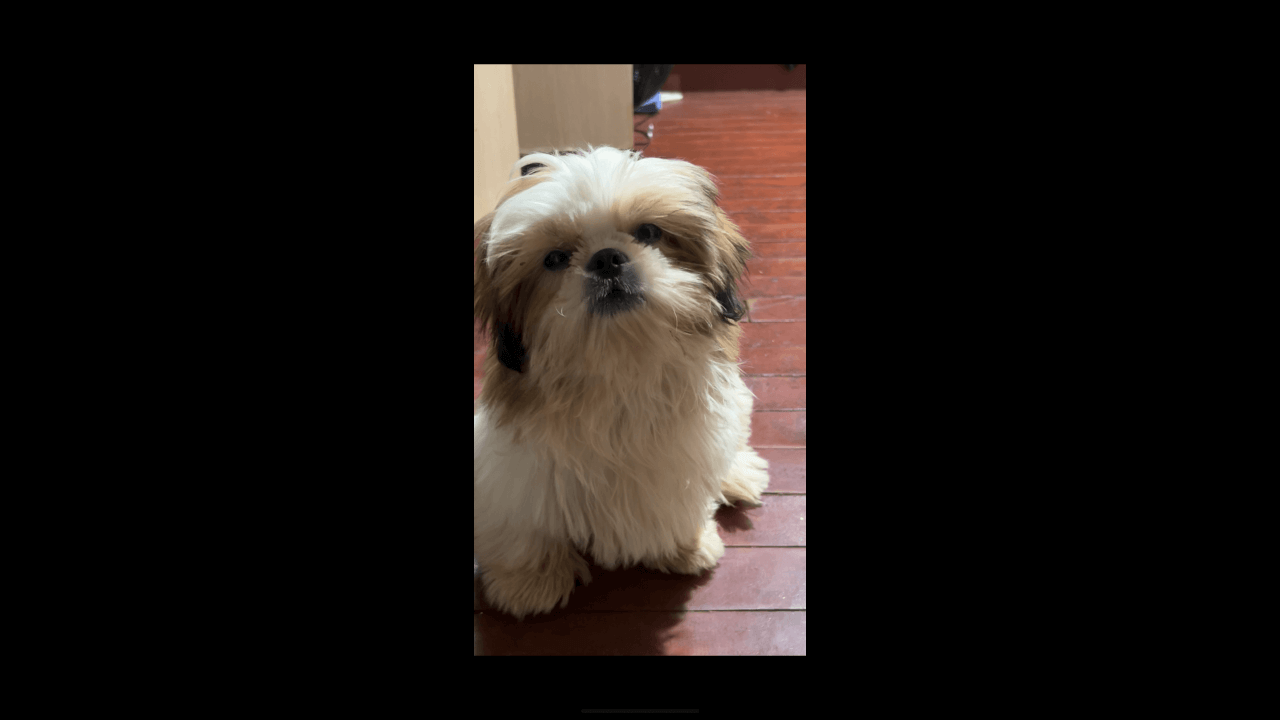 Cachorro Toddy desapareceu no bairro Periolo