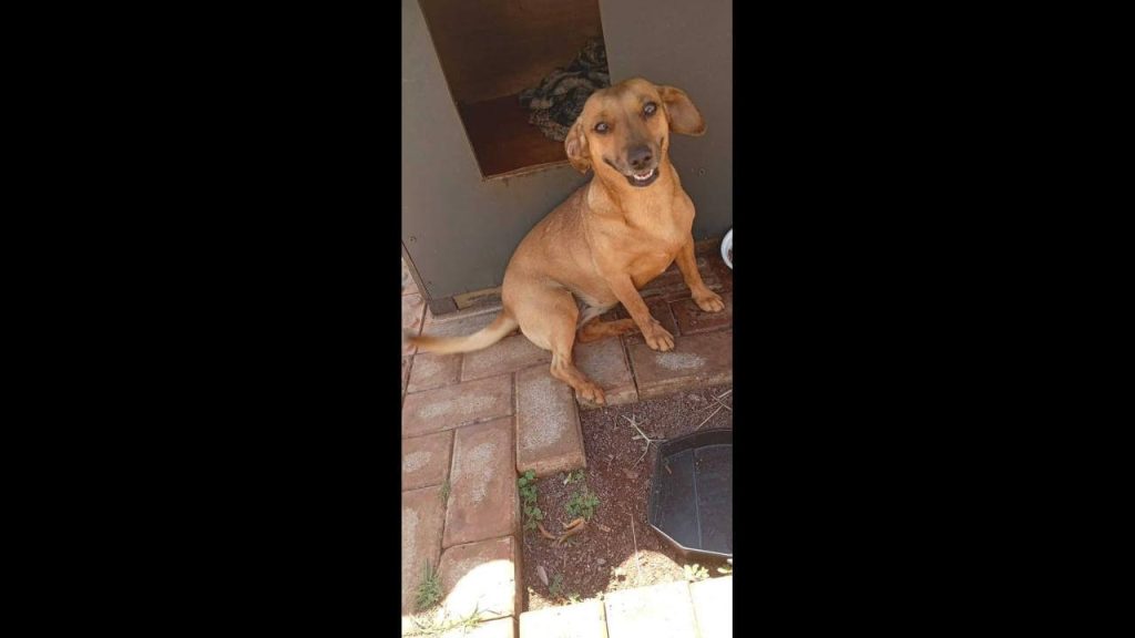 Cachorra Aurora desapareceu no bairro Centro