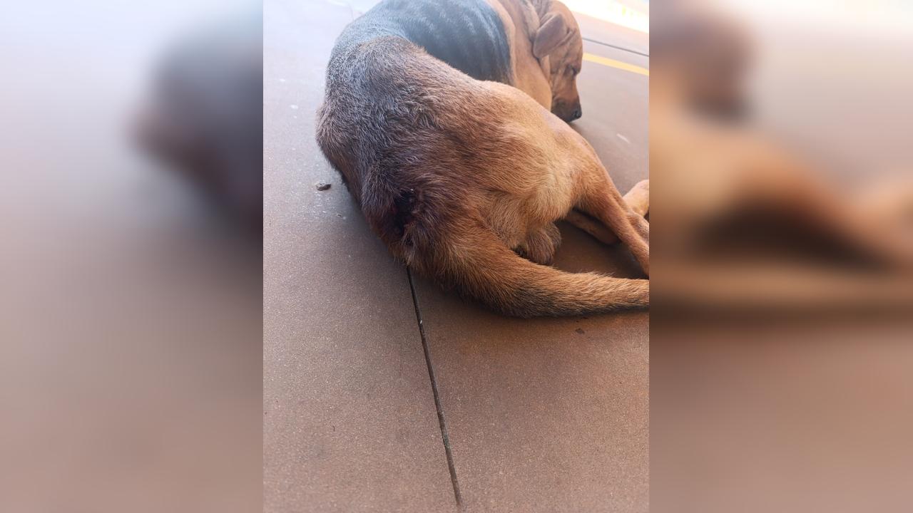 Cão comunitário é vítima de maus-tratos em Cascavel e precisa de ajuda