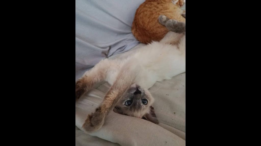 Gata Rhina desapareceu no bairro Floresta