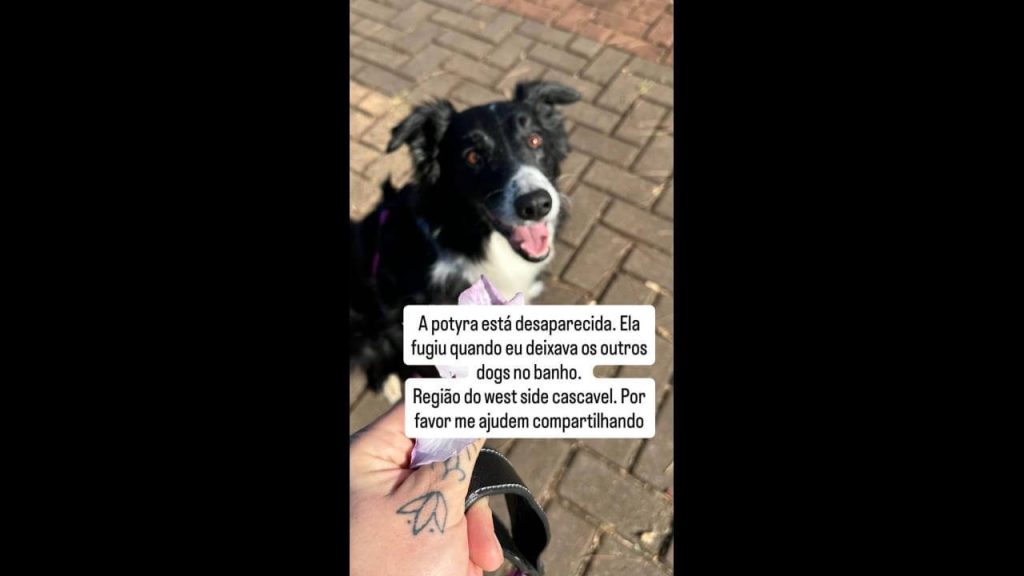 Cachorra Potyra desapareceu no bairro São Cristóvão