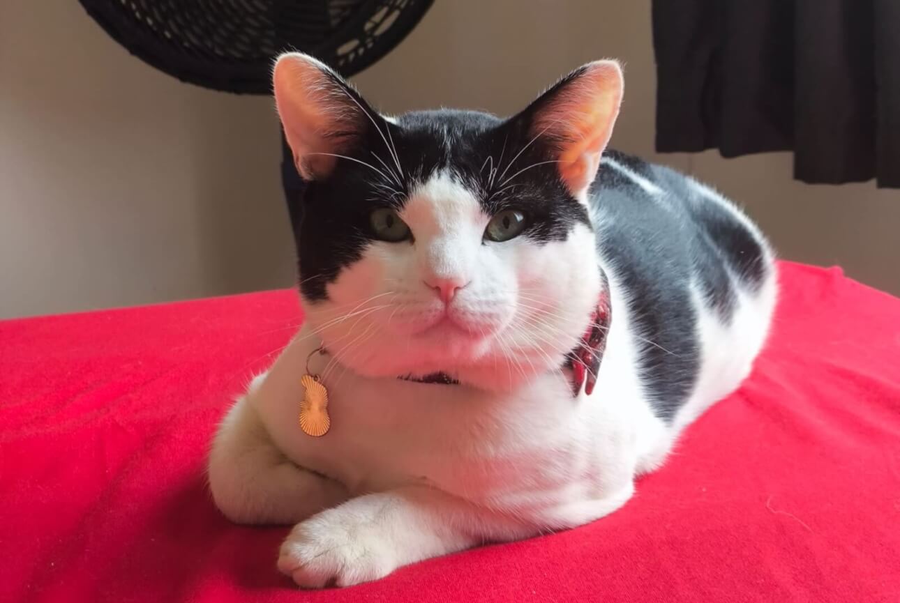 Gato Tony desapareceu no bairro Cascavel Velho Gato Tony desapareceu no bairro Cascavel Velho