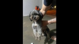 Imagem referente a Cachorra é encontrada no bairro Morumbi