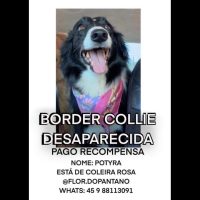 Imagem referente a Cachorra Potyra desapareceu no bairro São Cristóvão