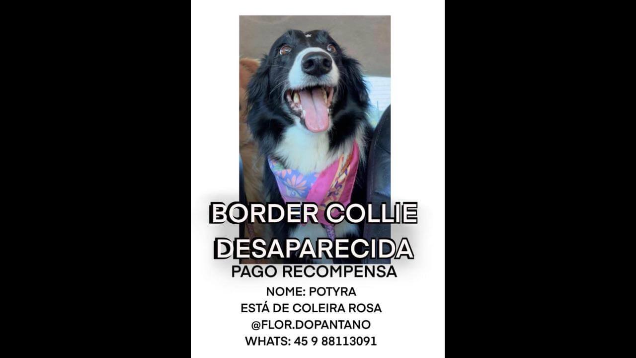 Cachorra Potyra desapareceu no bairro São Cristóvão Cachorra Potyra desapareceu no bairro São Cristóvão