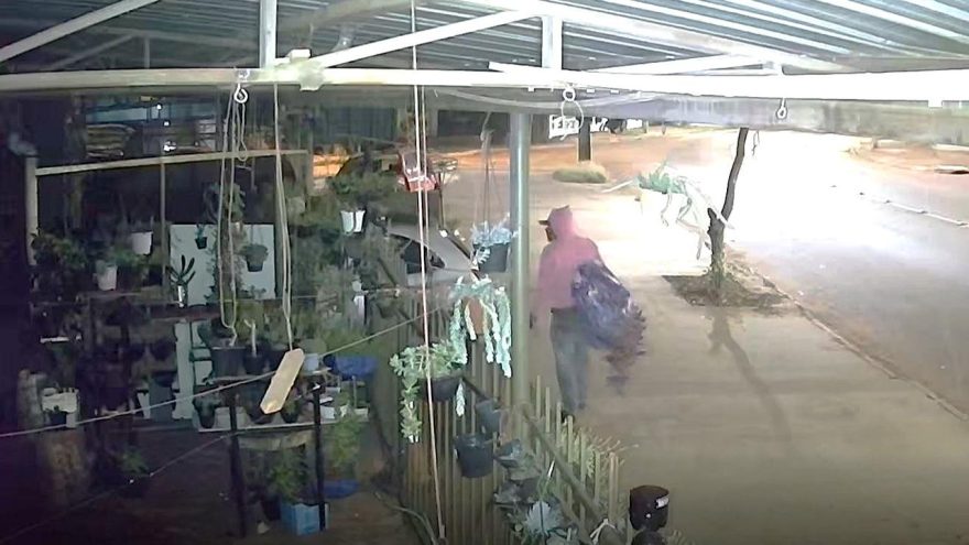 Câmera flagra furto de vaso de flores no Bairro Esmeralda, em Cascavel