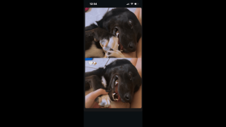 Imagem referente a Cachorra Luna desapareceu no bairro Floresta