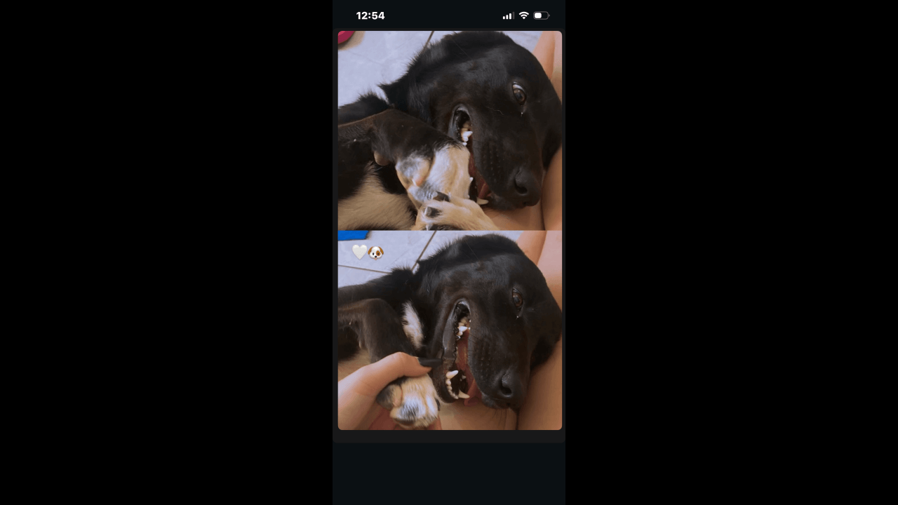 Cachorra Luna desapareceu no bairro Floresta Cachorra Luna desapareceu no bairro Floresta