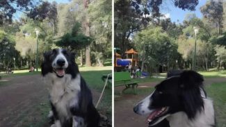 Imagem referente a Cachorra Aika desapareceu no bairro Parque São Paulo