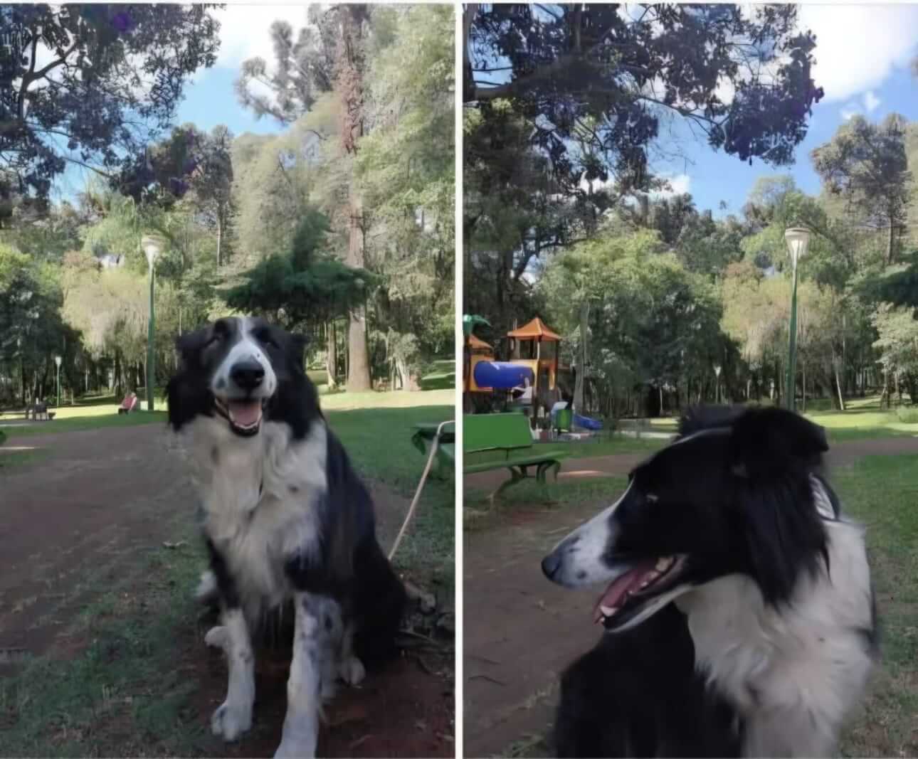 Cachorra Aika desapareceu no bairro Parque São Paulo Cachorra Aika desapareceu no bairro Parque São Paulo