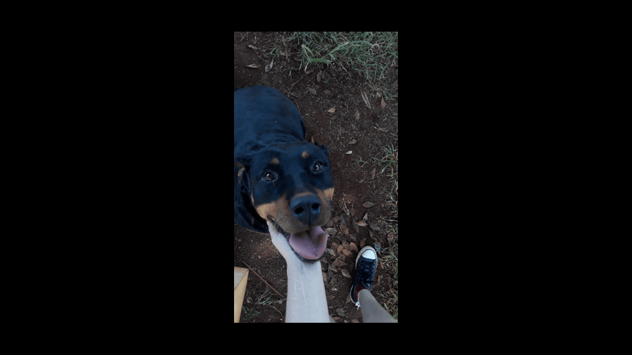 Cachorra Zara desapareceu no bairro Alto Alegre Cachorra Zara desapareceu no bairro Alto Alegre