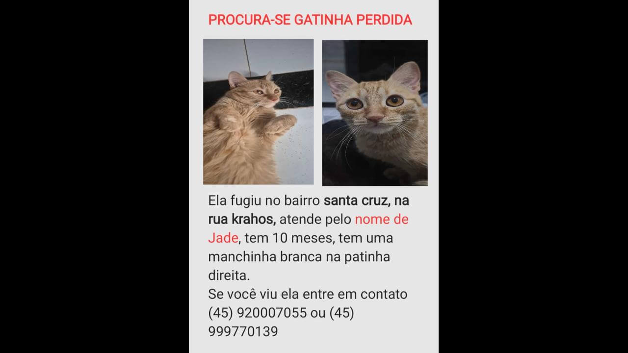 Gata Jade desapareceu no bairro Santa Cruz
