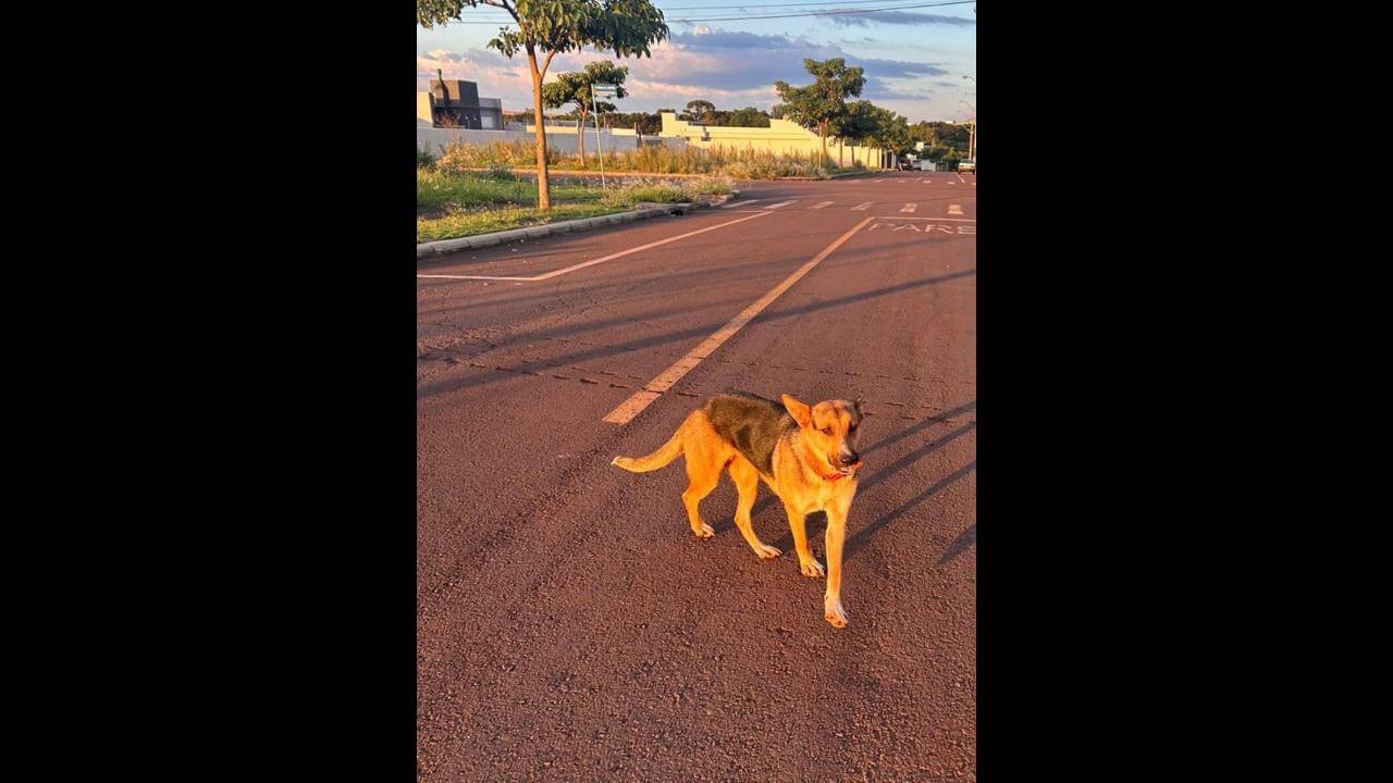 Cachorro é encontrado no bairro Tropical III