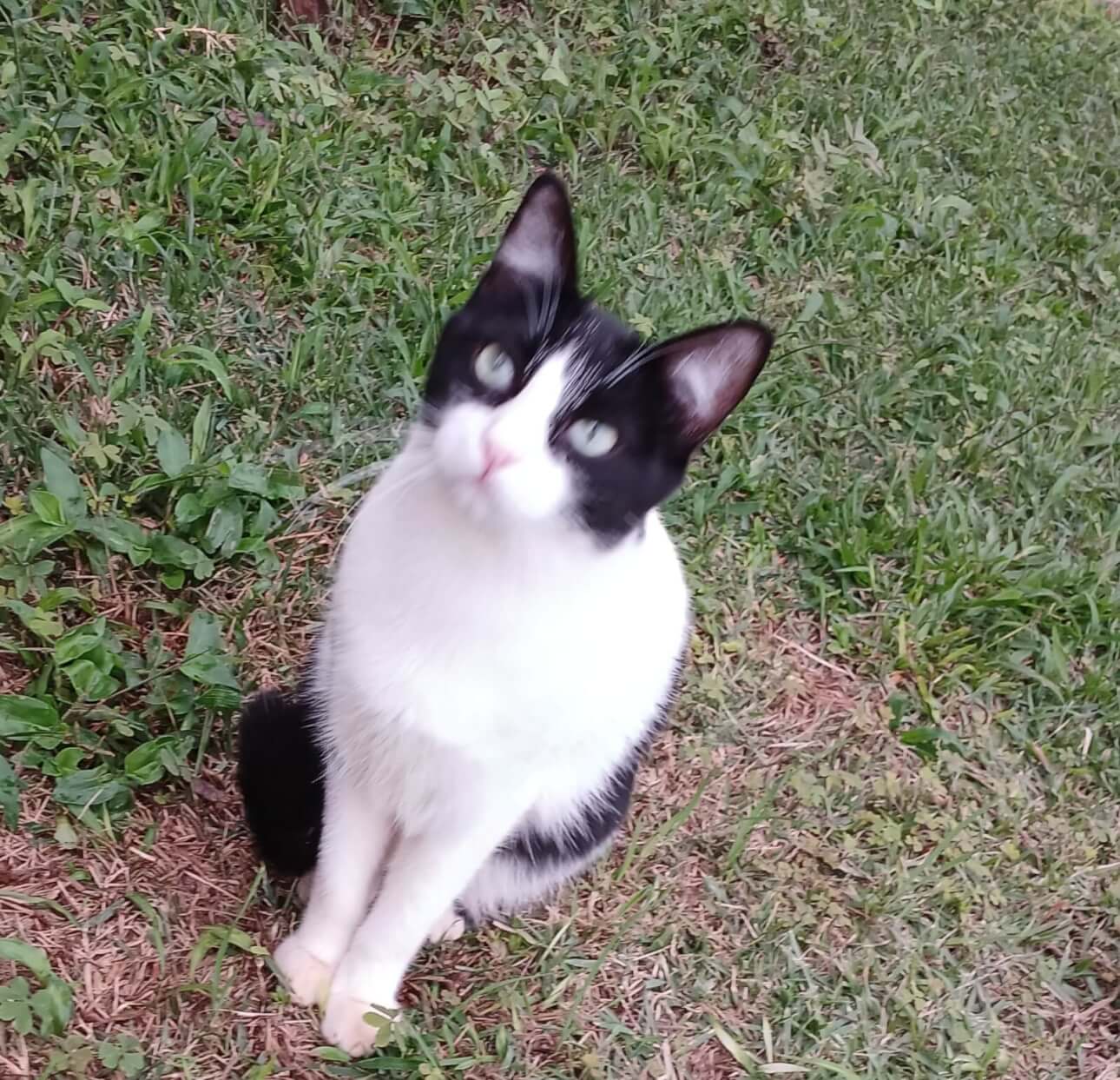 Gato Pedrinho desapareceu no bairro Parque São Paulo