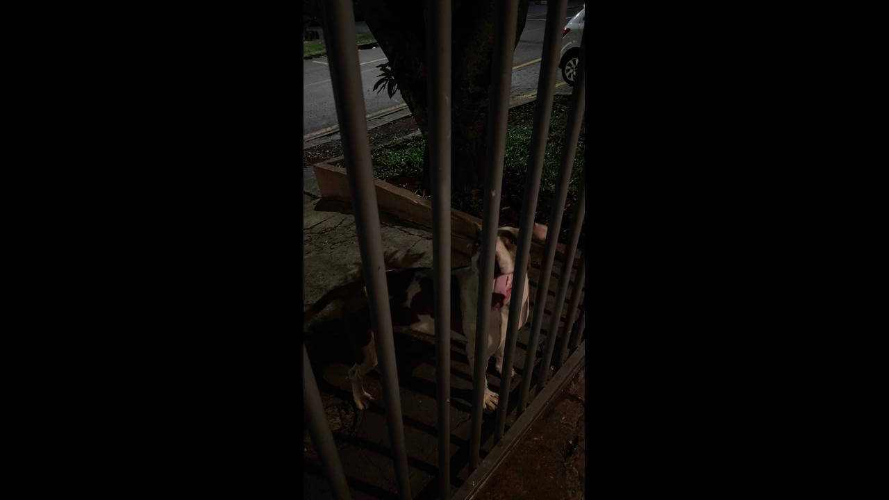 Cachorro é encontrado no bairro Santa Cruz
