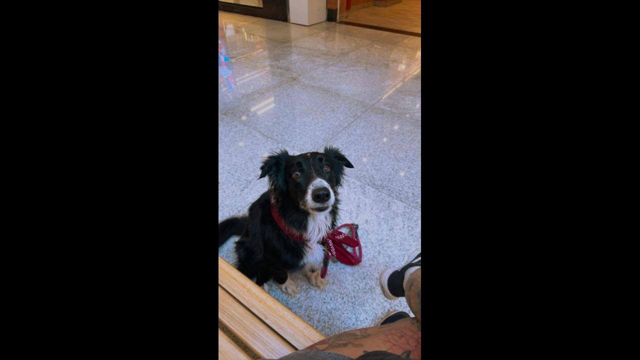 Cachorra Potyra desapareceu no bairro Floresta