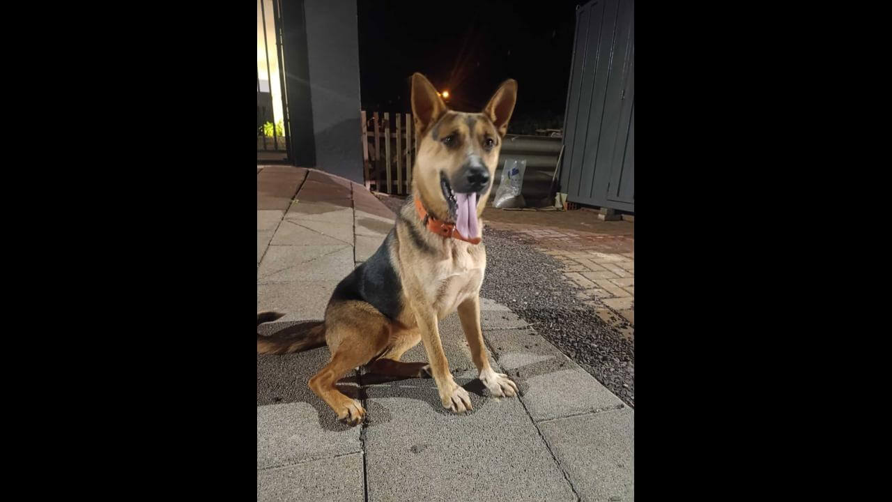 Cachorro é encontrado no bairro Tropical III