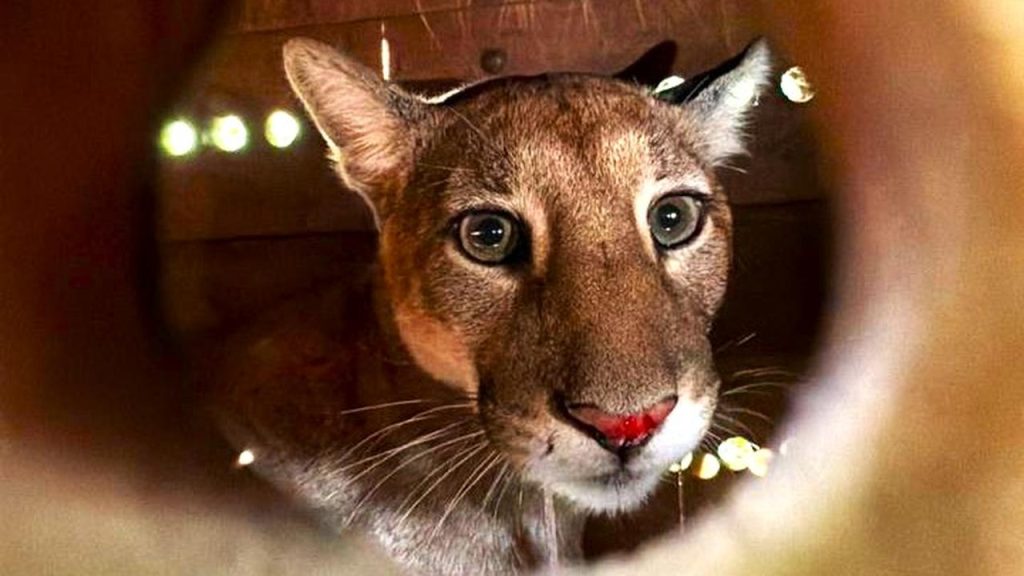 IAT registra pela primeira vez uma onça-parda em mata do Parque Estadual Rio Guarani