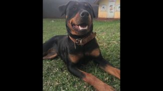 Imagem referente a Cachorra Zara desapareceu no bairro Alto Alegre