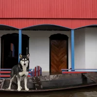 Imagem referente a Cheia de rios amazônicos deixa 35 cidades em alerta e emergência