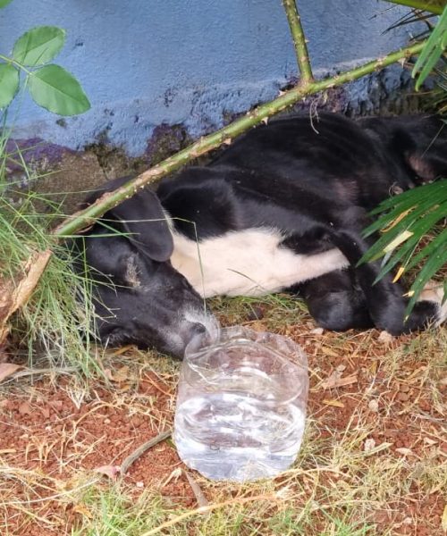 Imagem referente a “Deplorável”: Moradora pede ajuda e aguarda Samucão para socorrer cachorra ferida no Interlagos
