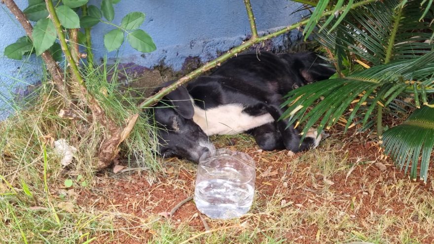 “Deplorável”: Moradora pede ajuda e aguarda Samucão para socorrer cachorra ferida no Interlagos
