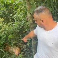 Imagem referente a “Mataram seis”, diz morador que denuncia envenenamento em série de cães em área rural de Cascavel