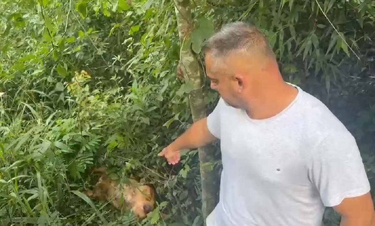 Imagem referente a “Mataram seis”, diz morador que denuncia envenenamento em série de cães em área rural de Cascavel