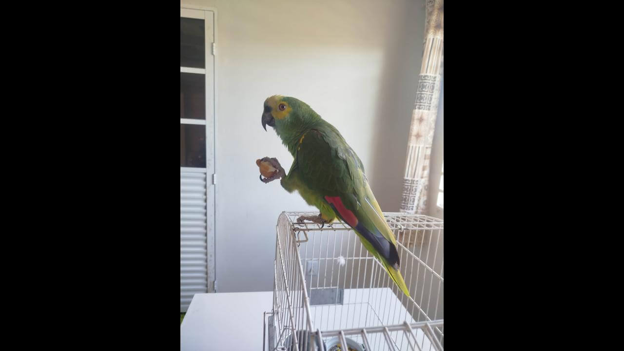 Papagaio Eurico desapareceu no bairro Interlagos