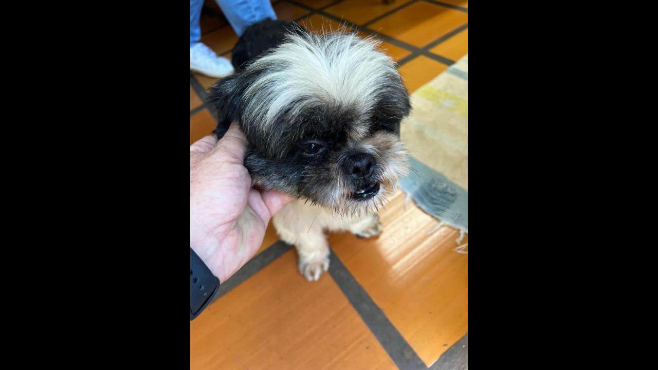 Cachorro é encontrado no bairro Pacaembu