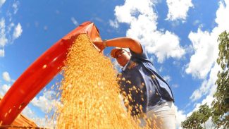 Produção de grãos pode chegar a 353,4 milhões de toneladas Produção de grãos pode chegar a 353,4 milhões de toneladas