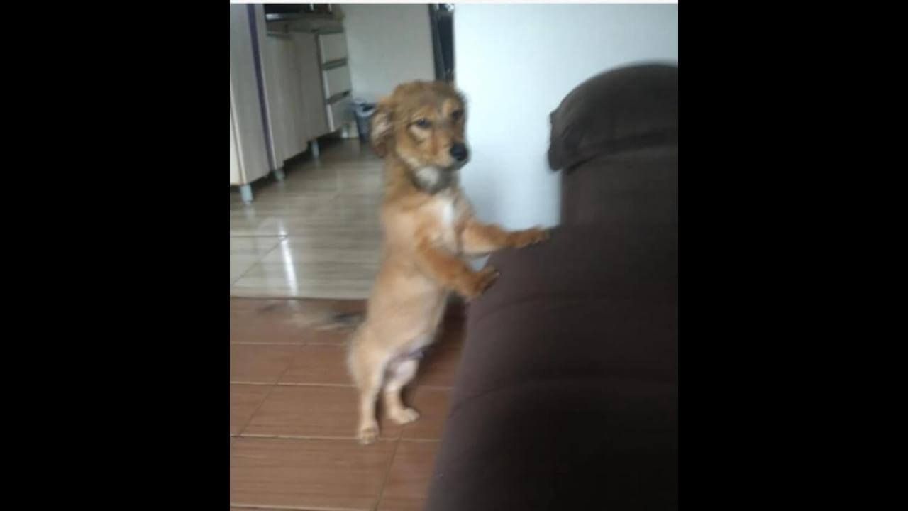 Cachorro Scooby desapareceu no bairro Universitário Cachorro Scooby desapareceu no bairro Universitário