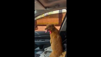 Imagem referente a Cachorra Belinha desapareceu no bairro Neva