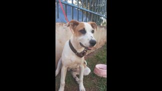 Imagem referente a Cachorra Fiona desapareceu no bairro Universitário