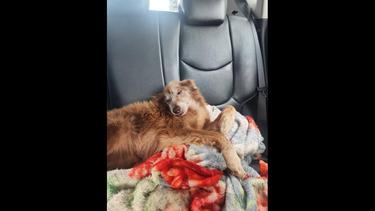 Cachorro Tuflé desapareceu no bairro Nova Cidade