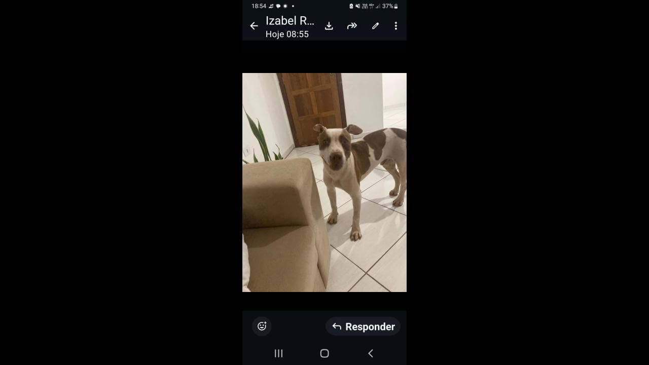 Cachorro é encontrado no bairro Cancelli