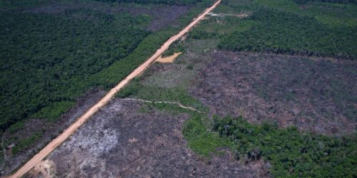 Alertas de desmatamento caem 35% na Amazônia e 6% no Cerrado Imagem referente a Alertas de desmatamento caem 35% na Amazônia e 6% no Cerrado
