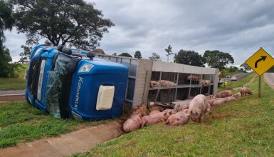 Imagem referente a Caminhão tomba na BR-163 e porcos morrem a caminho do abate