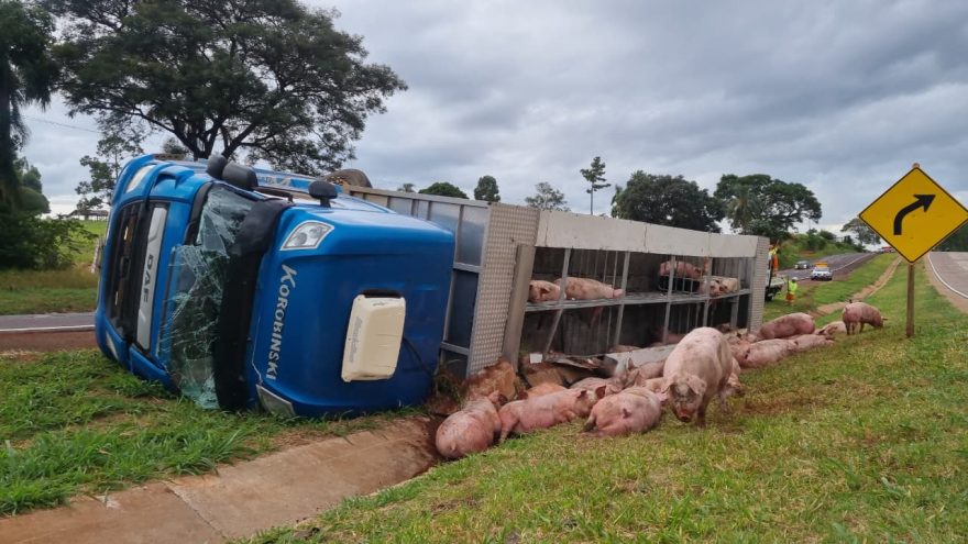 Caminhão tomba na BR-163 e porcos morrem a caminho do abate