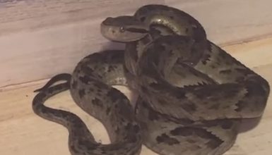 Imagem referente a Cobra jararaca é capturada dentro de casa e assusta moradores em Cascavel