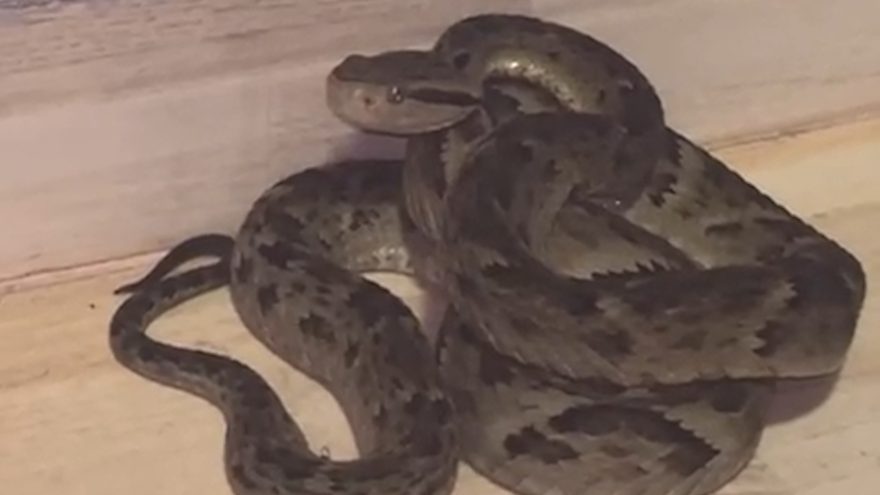 Cobra jararaca é capturada dentro de casa e assusta moradores em Cascavel