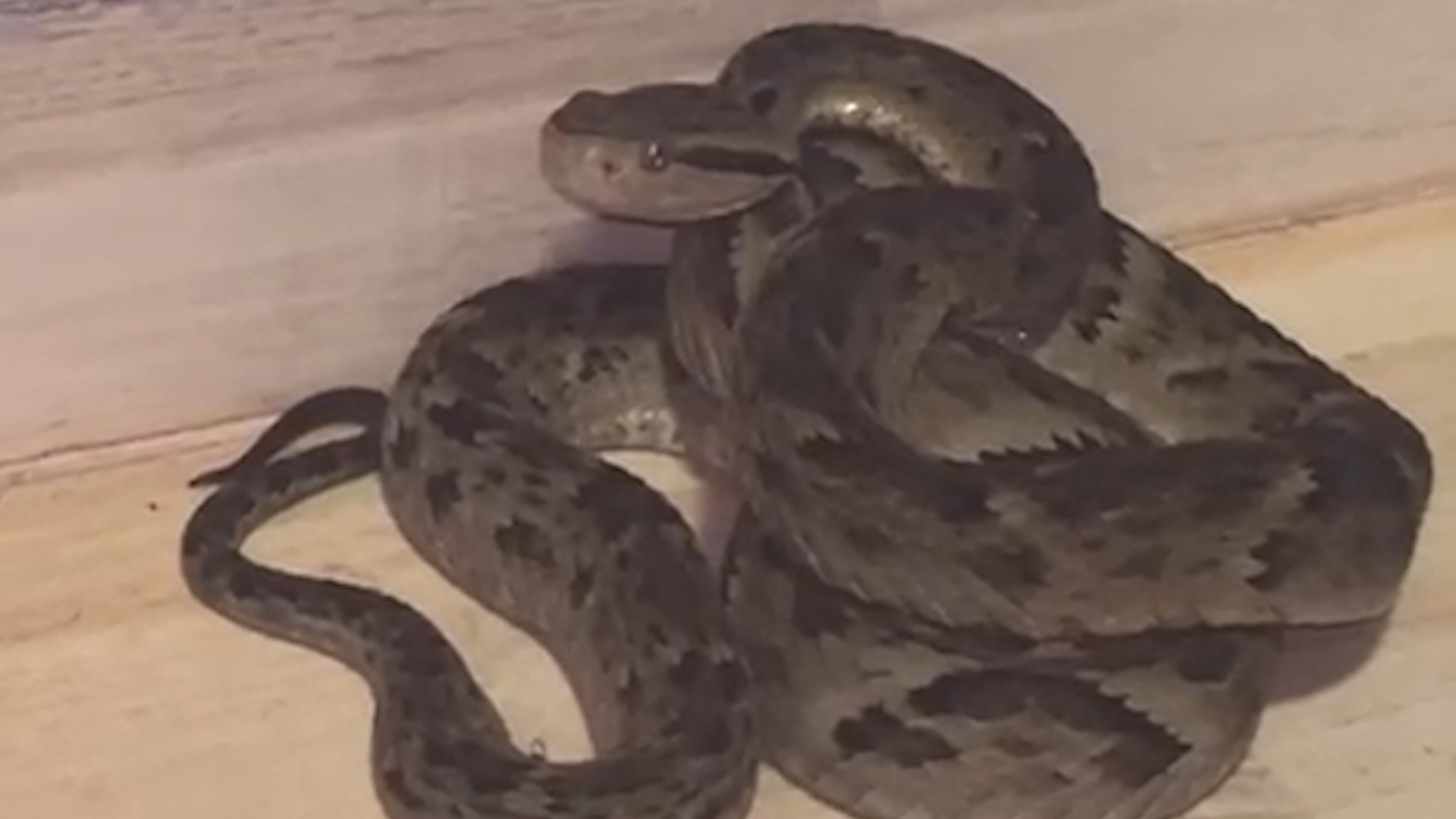 Cobra jararaca é capturada dentro de casa e assusta moradores em Cascavel