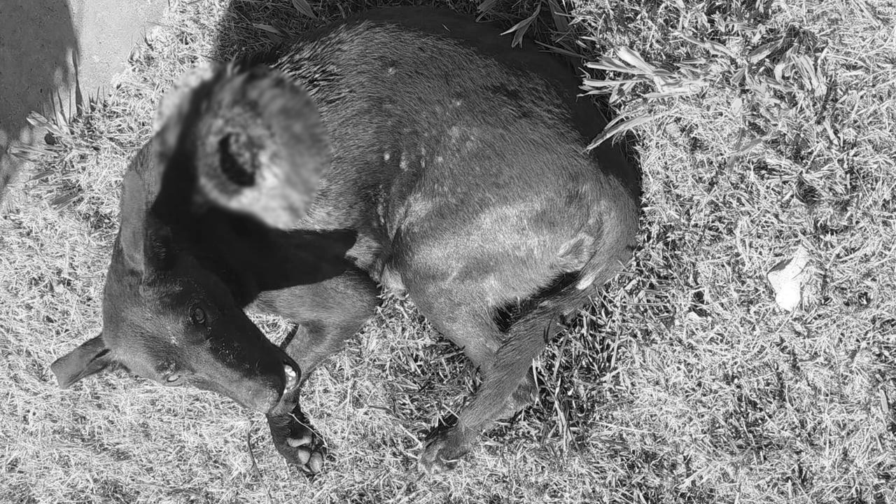 Cachorra com ferida aberta não resiste e internauta precisa de ajuda para pagar veterinário Cachorra com ferida aberta não resiste e internauta precisa de ajuda para pagar veterinário